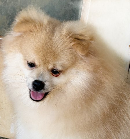 Pomeranian puppy for sale + 67122