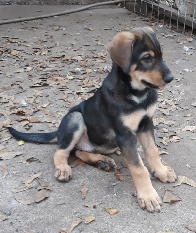 Doberman Pinscher puppy for sale + 58676