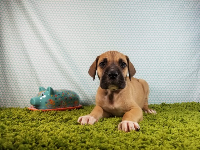 AKC Great Dane Puppies