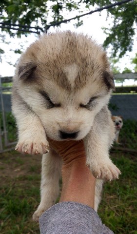 Alaskan Malamute puppy for sale + 49208
