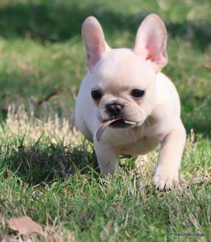 French Bulldog puppy for sale + 64616