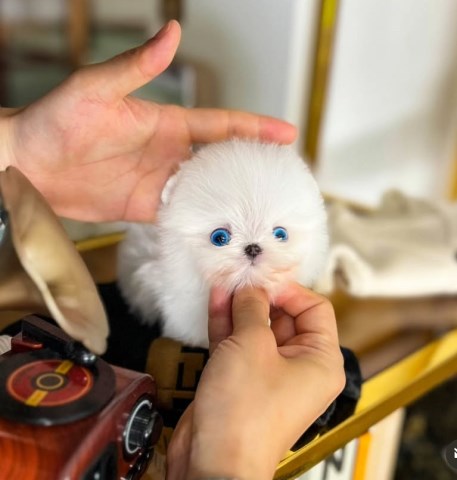 Pomeranian puppy for sale + 67288