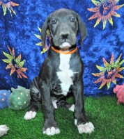AKC Great Dane male puppy ***REDUCED*** Orange collar Great Dane for sale/adoption