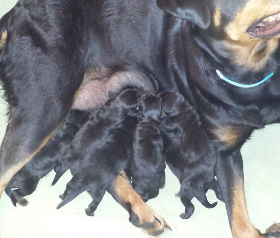 Ckc German rottweiler puppies