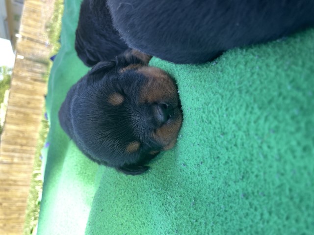 Rottweiler puppies