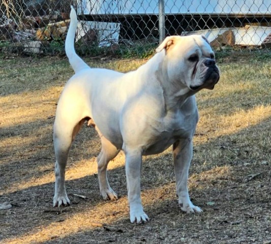 Classic/Bully American Bulldog Available