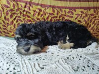 Tis-the-Jolly, holly Season Cockapoo for sale/adoption