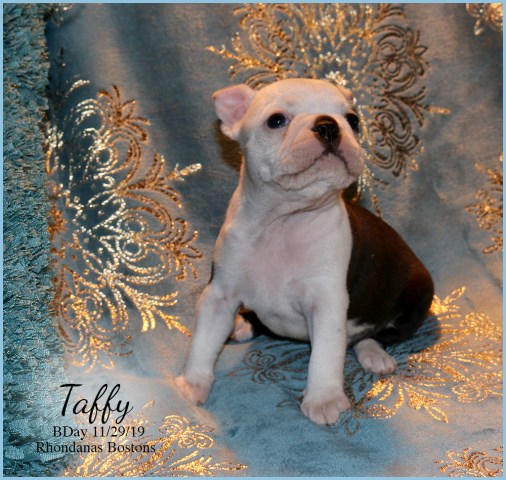 Taffy - Boston Terrier Female Puppy