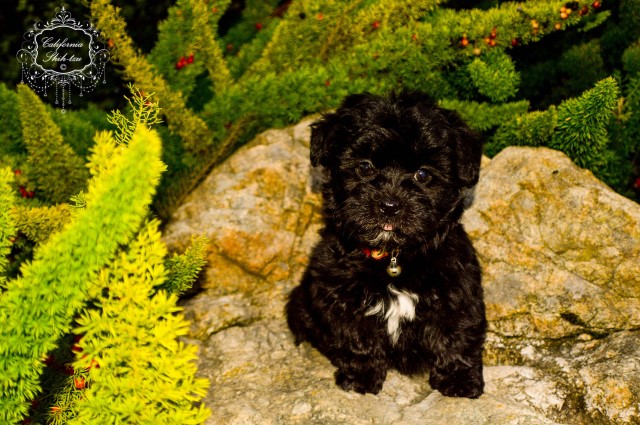 Mini Golden Doodle, female - MIKA