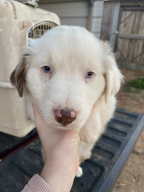 Australian shepherd