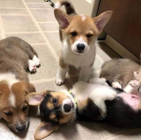 Gorgeous Pembroke Welsh Corgi Puppies for Adoption.