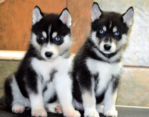 AKC registered Siberian Husky Puppies