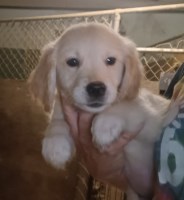 Golden Retriever puppies AKC Golden Retriever for sale/adoption