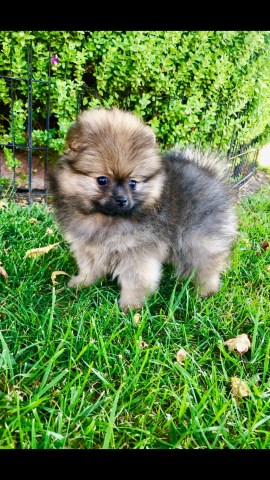 Pomeranian puppy for sale + 58385
