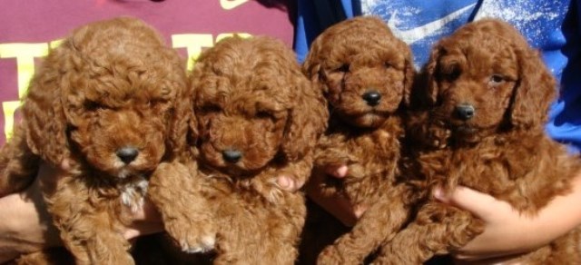 Red Mini F1b Goldendoodle-15-25lbs NW Iowa