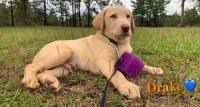 AKC Labrador Retriever Labrador Retriever for sale/adoption