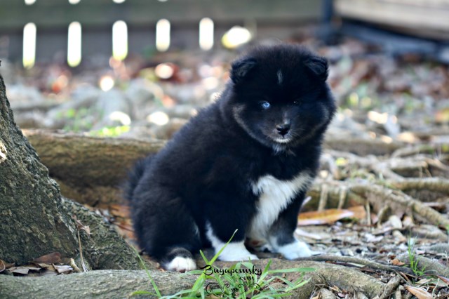 Pomsky puppy for sale + 50157