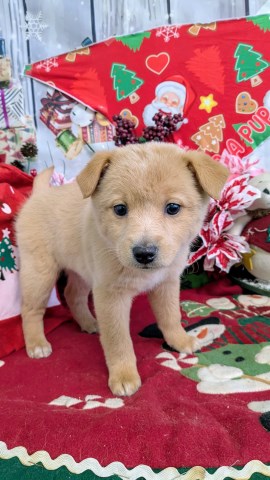 Golden Retriever X Type. Presoiled. Super Sweet!!!