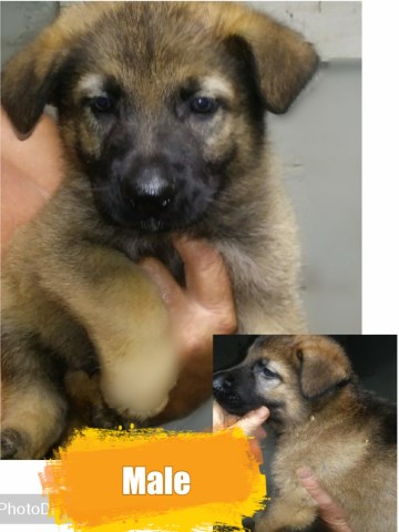 Large boned German Shepherd Puppies