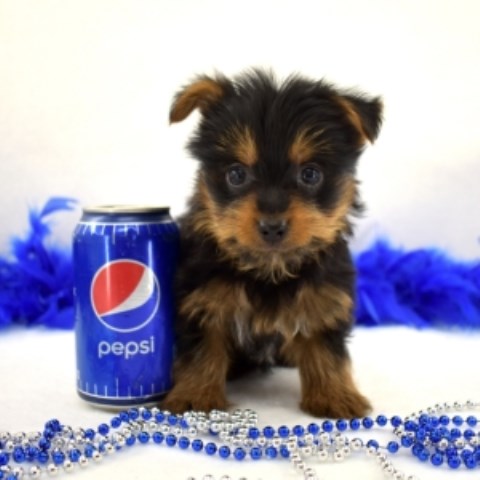 Teacup Yorkie Puppies