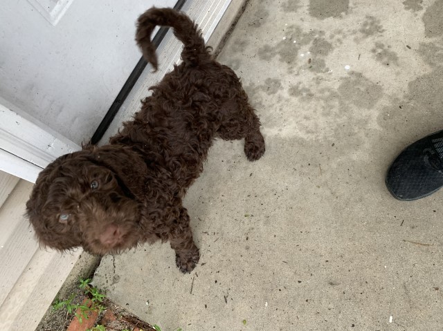 Labradoodle puppy for sale + 60849