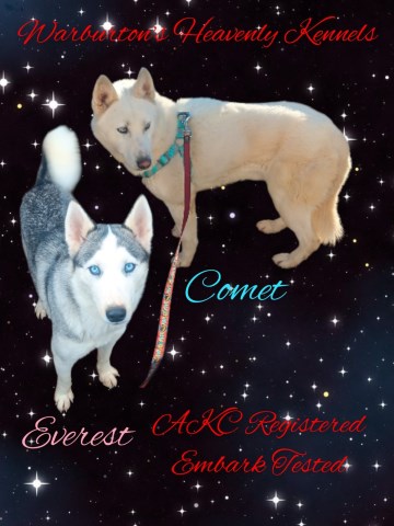 AKC Reg. Siberian Husky Puppies Due late February early March 2026