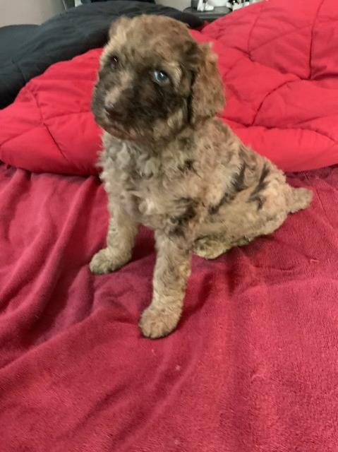 Full AKC register standard poodles