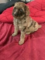 Full AKC register standard poodles Poodle Standard for sale/adoption