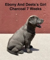 AKC Charcoal And Black Labrador Puppies Labrador Retriever for sale/adoption