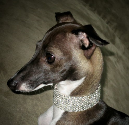 Italian Greyhound puppy for sale + 53284