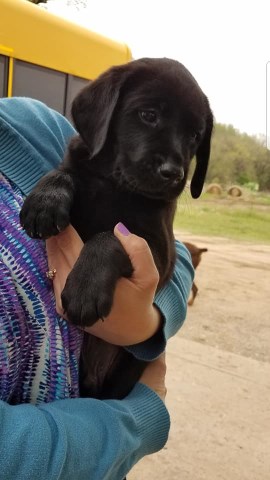 AKC Black Lab Puppies