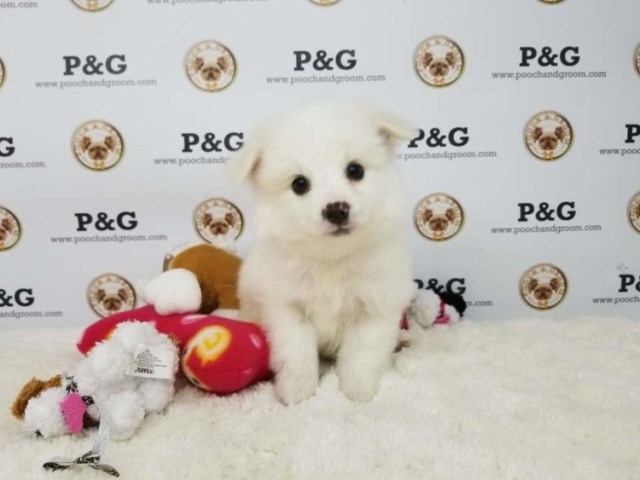 Pomeranian puppy for sale + 53396