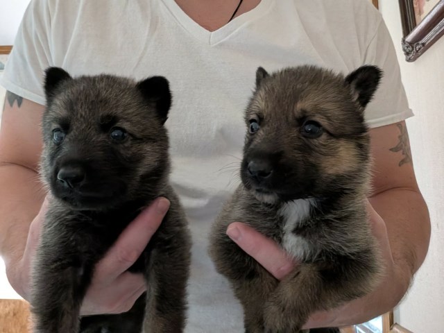 German Shepherd Dog puppy for sale + 67214