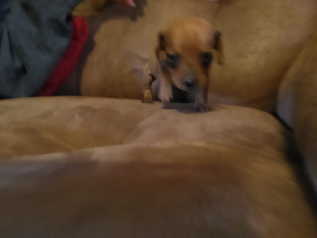 Dachshund minis smooth males