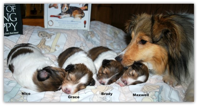 Shetland Sheepdog puppy for sale + 62161