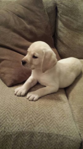 Labrador Retriever puppy for sale + 48909