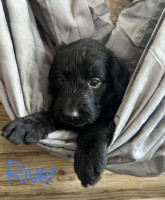 F1 Labradoodles Labradoodle for sale/adoption