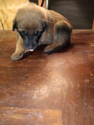 Malinois puppy for sale + 65020