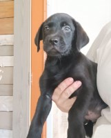AKC Lab Puppies- ready now; price reduced Labrador Retriever for sale/adoption