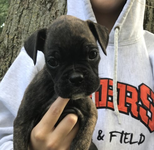 Boxer puppy for sale + 50163
