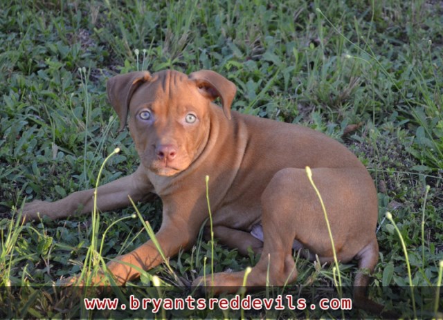 23+ Red Nose American Pit Bull Terrier Puppies