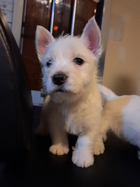 West Highland White Terrier puppy for sale + 64376