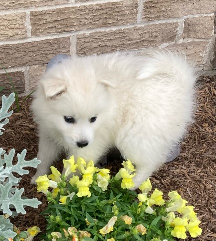 Pebbles American Eskimo Puppy
