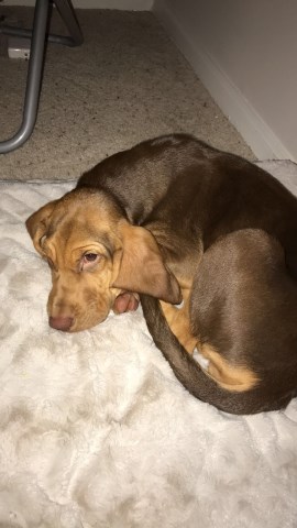 Bloodhound puppy for sale + 50597