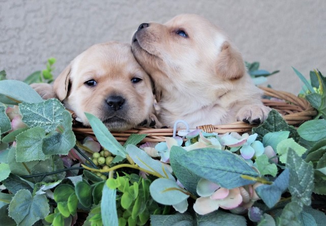 Labrador Retriever puppy for sale + 66010