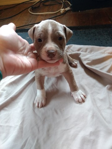 American Bully Puppies