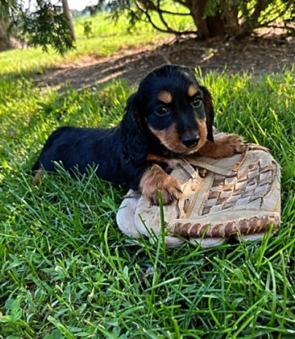 Dachshund Puppies For Sale.