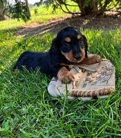 Dachshund Puppies For Sale. Dachshund for sale/adoption