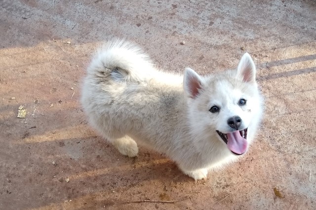 Pomsky puppy for sale + 62692