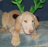 Labrador Retriever Puppies And Dogs For Sale In Michigan
